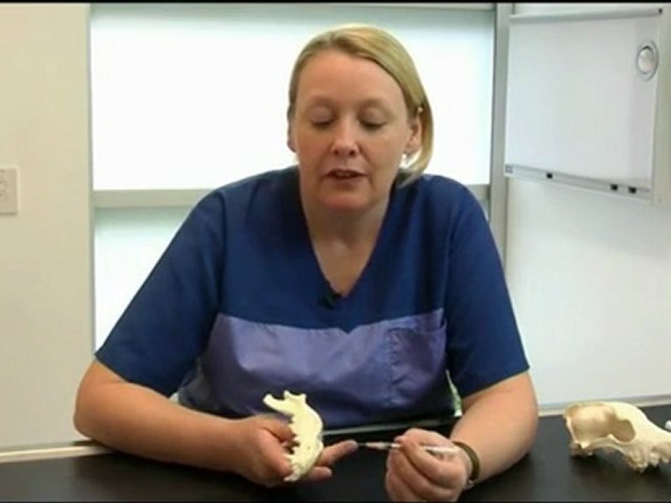 Local anaesthesia techniques