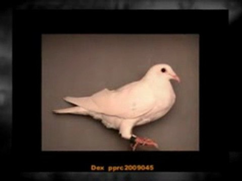 Pigeon Pals Racing Club Daily Results 190