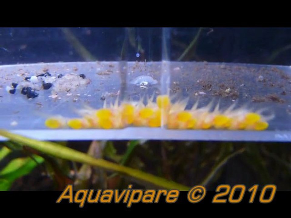 Reproduction d'ancistrus gold (petits ancistrus gold)