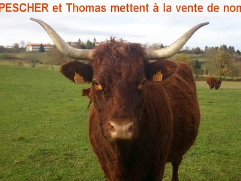 Veaux et Velles à l'Elevage Salers Livradois VINCENT-PESCHER