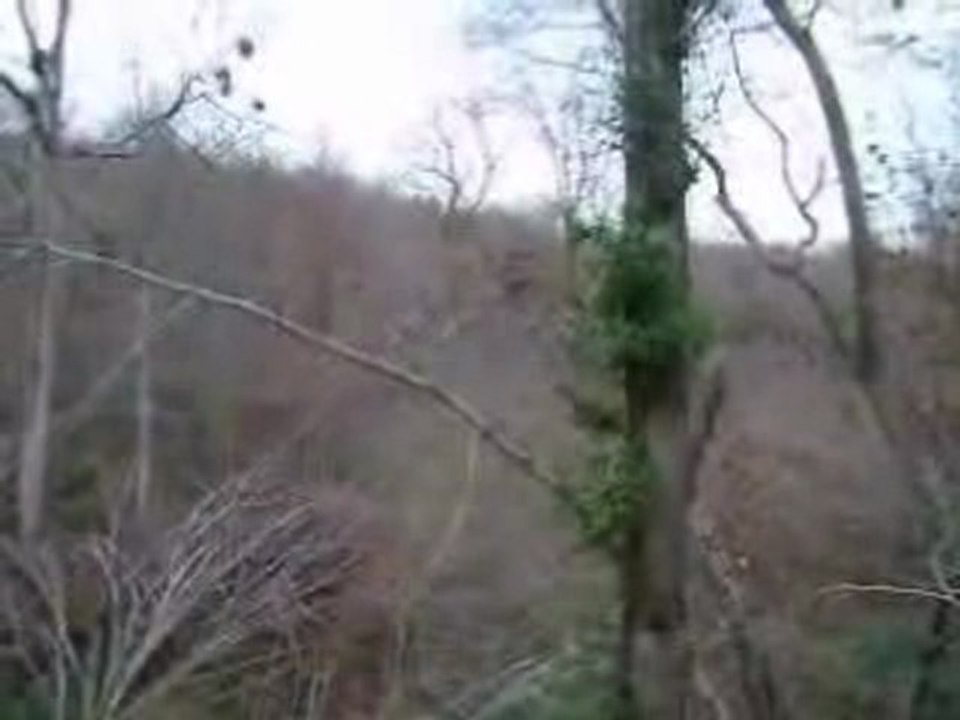 Chasse à la bécasse avec Uris du Bois des Rousses