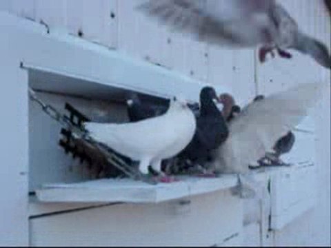 Pigeon Pals Racing Club Daily Results 176