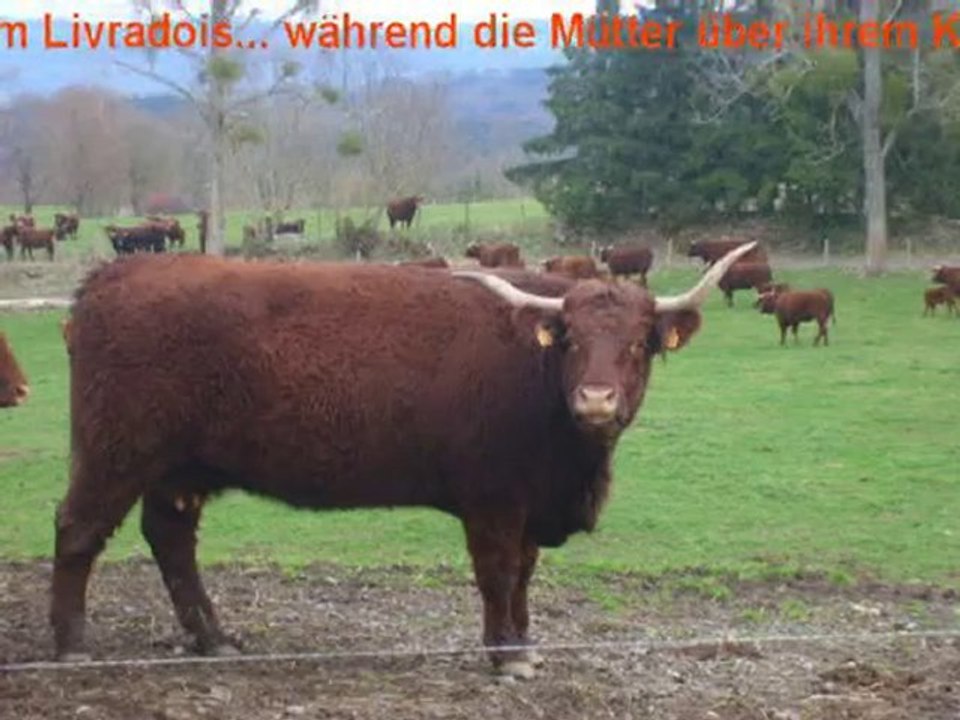 Kälber bei der Salers Zucht VINCENT PESCHER im Livradois