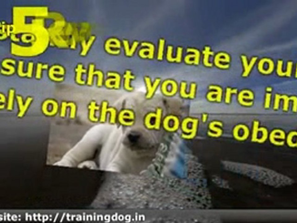 Dog Obedience Training Tips