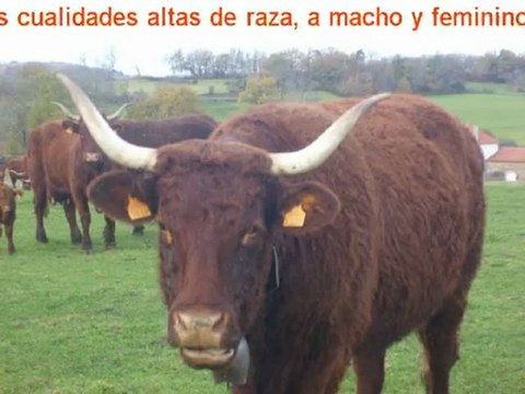 Terneros en Criar Salers VINCENT-PESCHER en Livradois