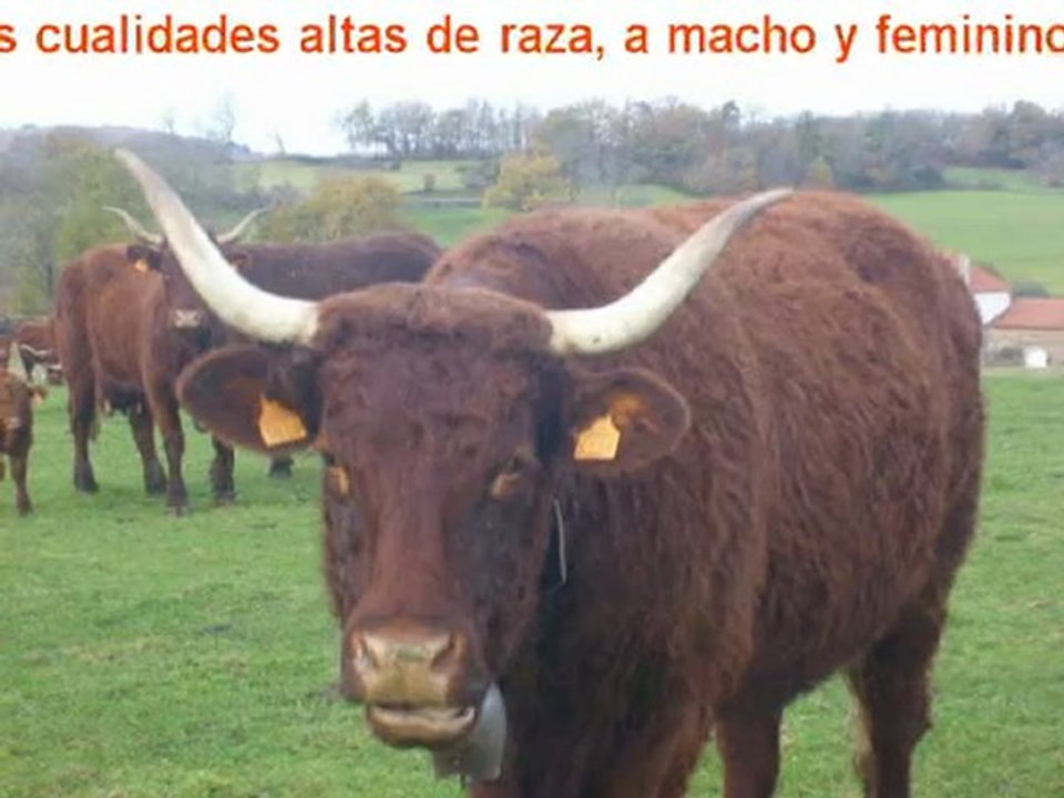 Terneros en Criar Salers VINCENT-PESCHER en Livradois