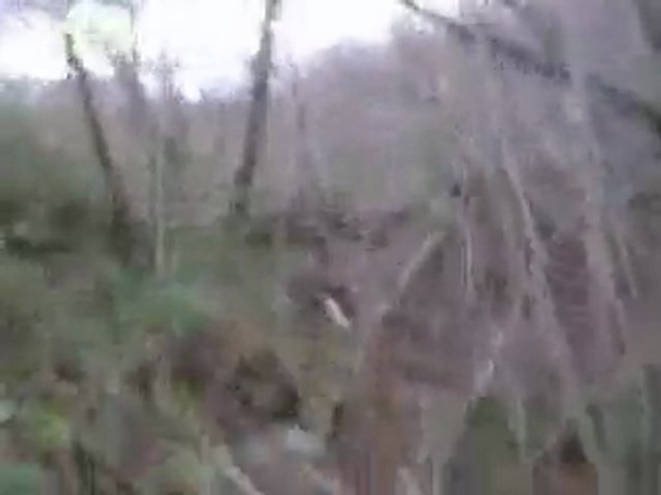 Chasse à la bécasse avec Uris du Bois des Rousses partie II