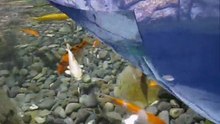 ОКЕАНАРИУМ В СОЧИ. SOCHI DISCOVERY WORLD AQUARIUM 2010