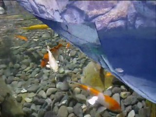 ОКЕАНАРИУМ В СОЧИ. SOCHI DISCOVERY WORLD AQUARIUM 2010