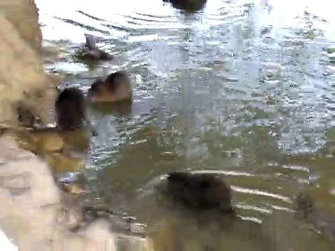 La famille Ragondins de la forêt de Bouconne -3 octobre 2009