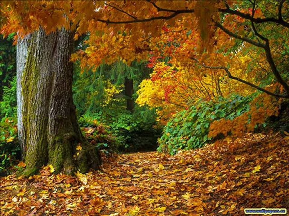 سماح بسام اغنية ارجع حبيبي