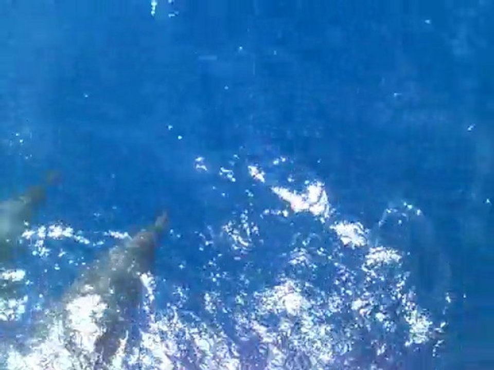 Video005