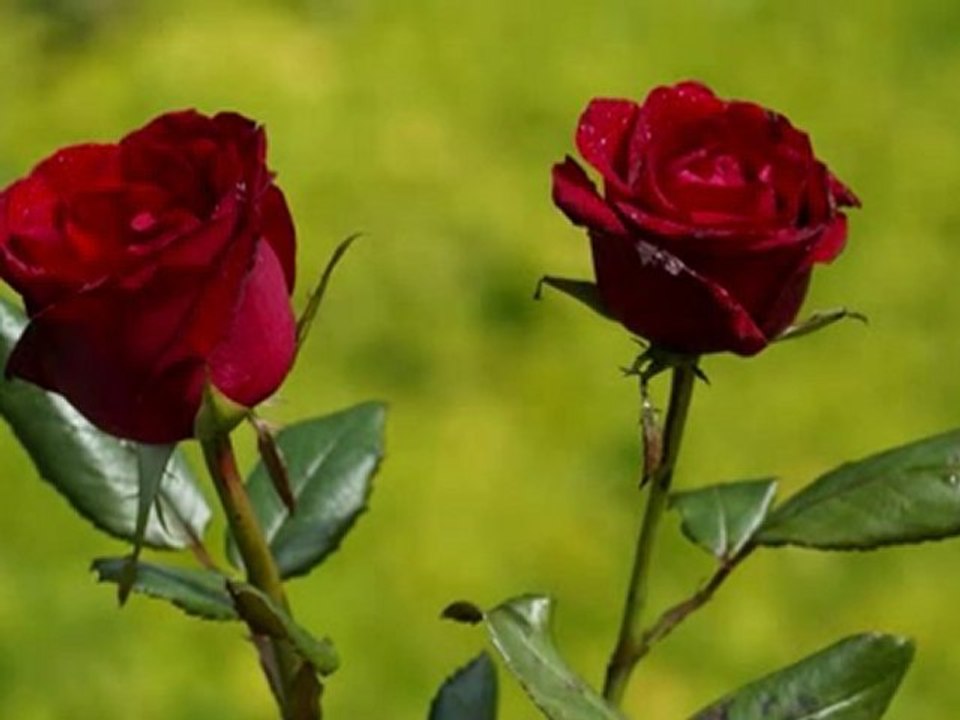 Yusufu Kaybettim - Deli Yürek