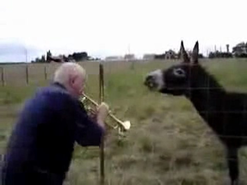 Un âne qui chante when the saints