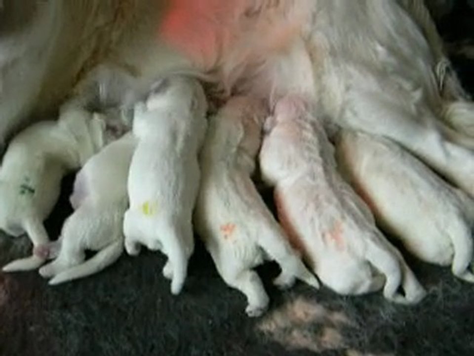 Têtée des chiots 3 jours