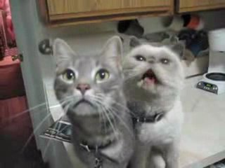 Gatto che non miagola