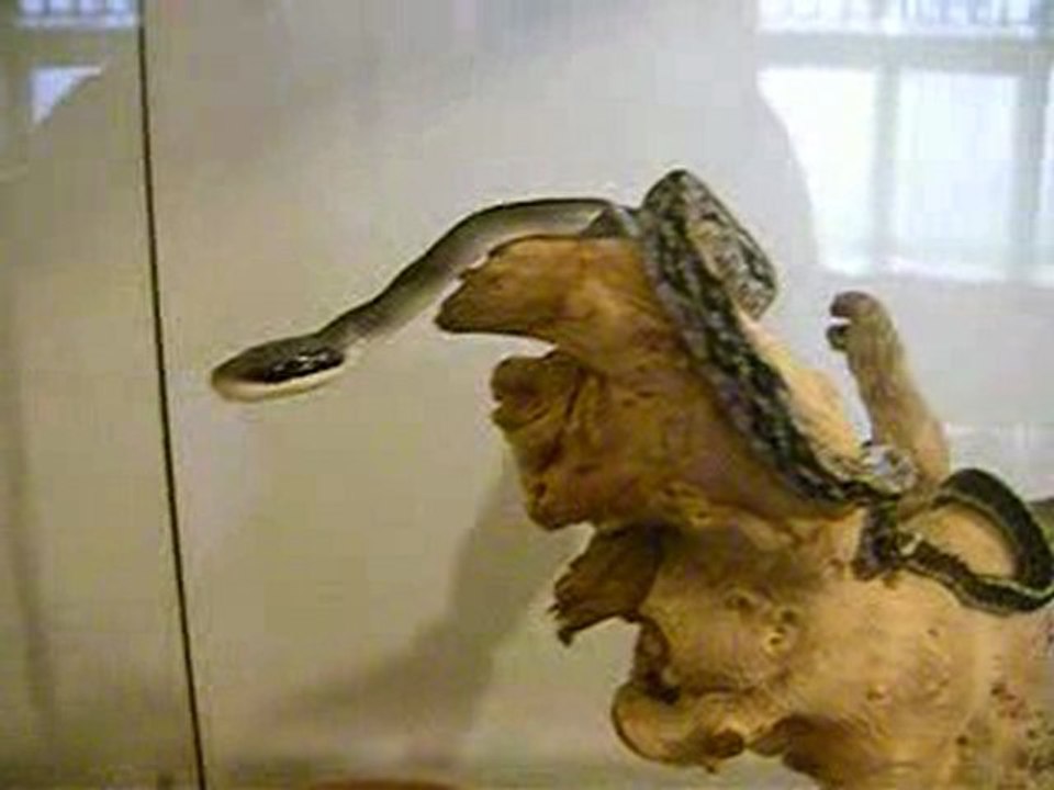 Elaphe taeniura bleu