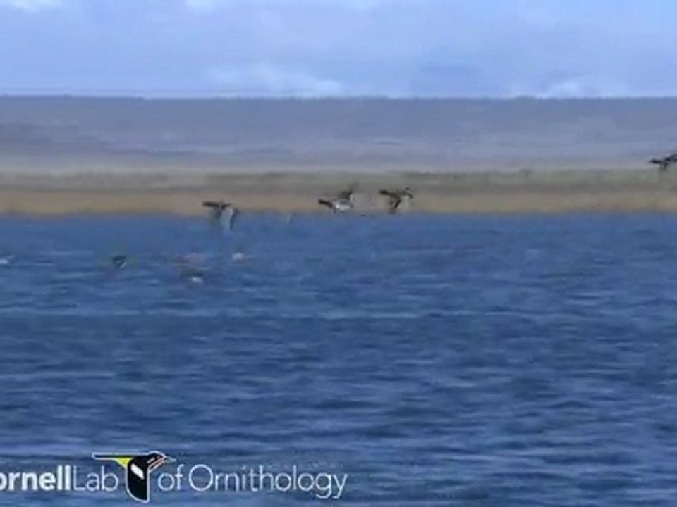 Anas platyrhynchos