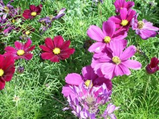 Blütenpracht im Herbst