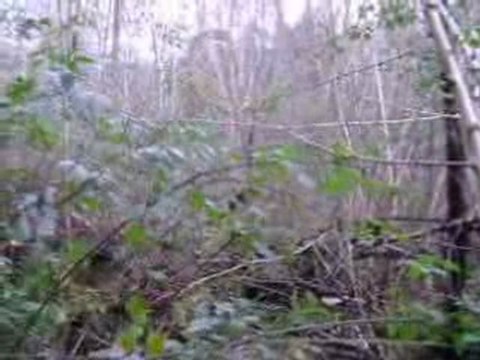 Chasse à la bécasse avec Uris du Bois des Rousses (FIN)