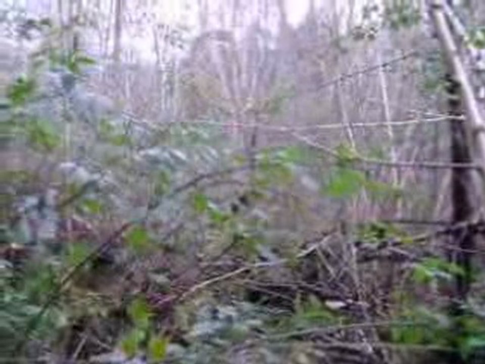 Chasse à la bécasse avec Uris du Bois des Rousses (FIN)