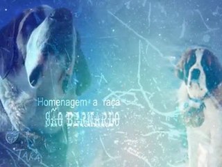 São Bernardo / Saint Bernard