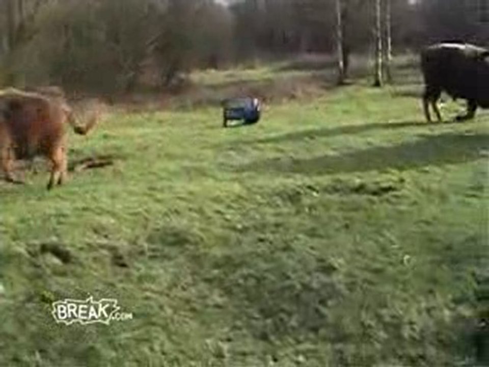 Attention à la vache