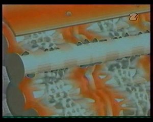 Rola onów wapnia w skurczu włókna mięśniowego