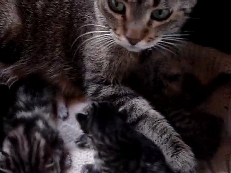 Les chatons à 8 jours...