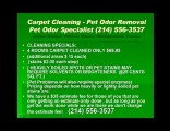 Tx dallas carpet cleaning pet odor removal Carpet And Rug Cl