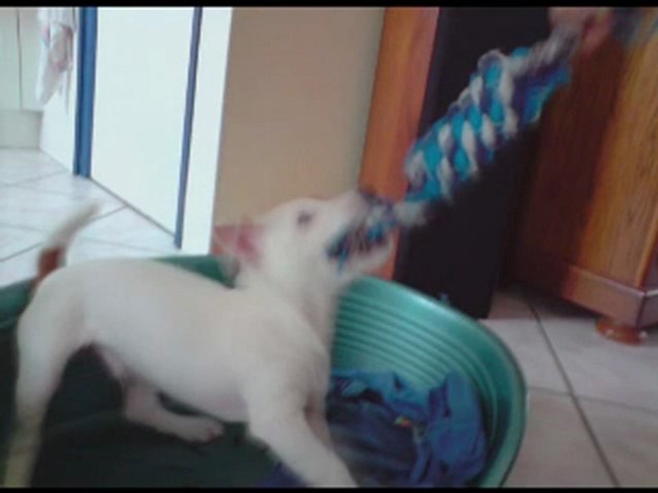 Willow, le petit jack russell