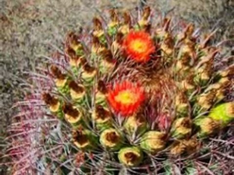 DSC W300 - SONY CYBERSHOT CAMERA: Pictures, review