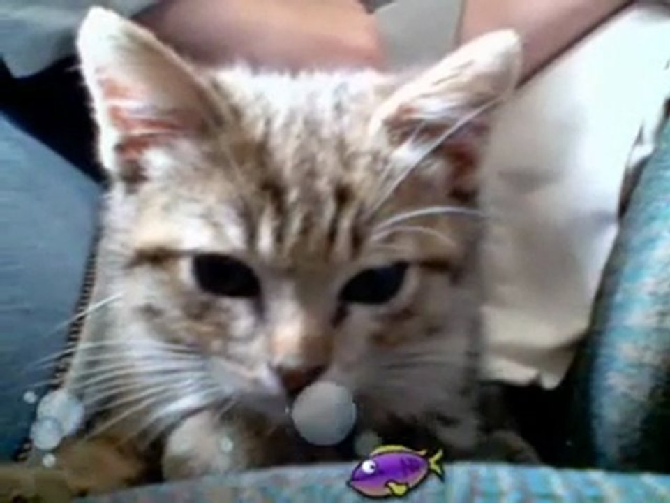 Kitty Vs Camera!