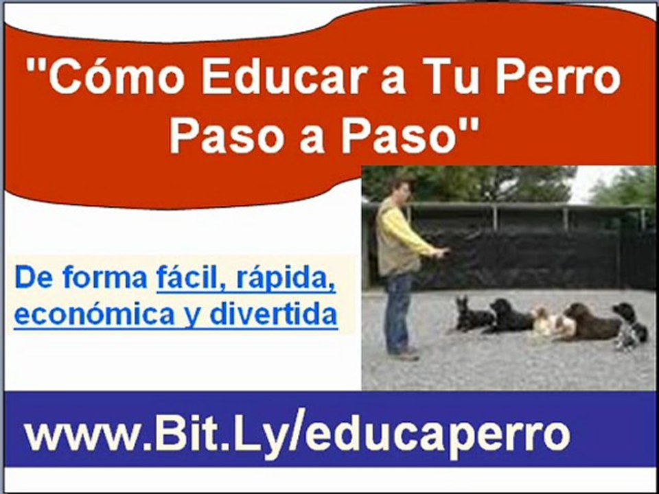 Como puedo educar a un perro - Adiestrar a un perro