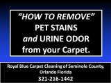 How to Remove Pet Stains and Urine Odor from carpet ...