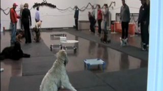 Teach your dog to release things quickly
