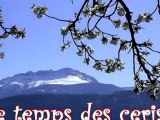 Le temps des cerises, en Pays Voironnais