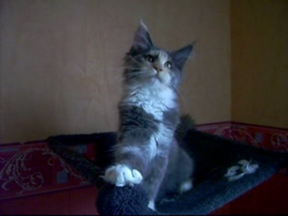 topaze 3 mois (maine coon)