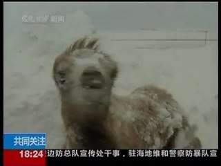 Wielbłądy utknęły w głębokim śniegu