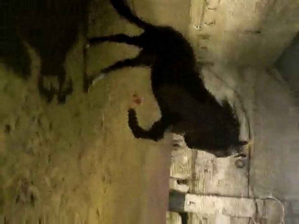 Rafalo qui fait le fou :)