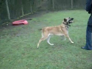 Goliath, croisé berger