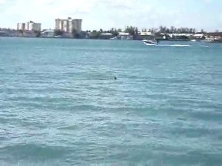 the dolphins Miami( sunny isles )