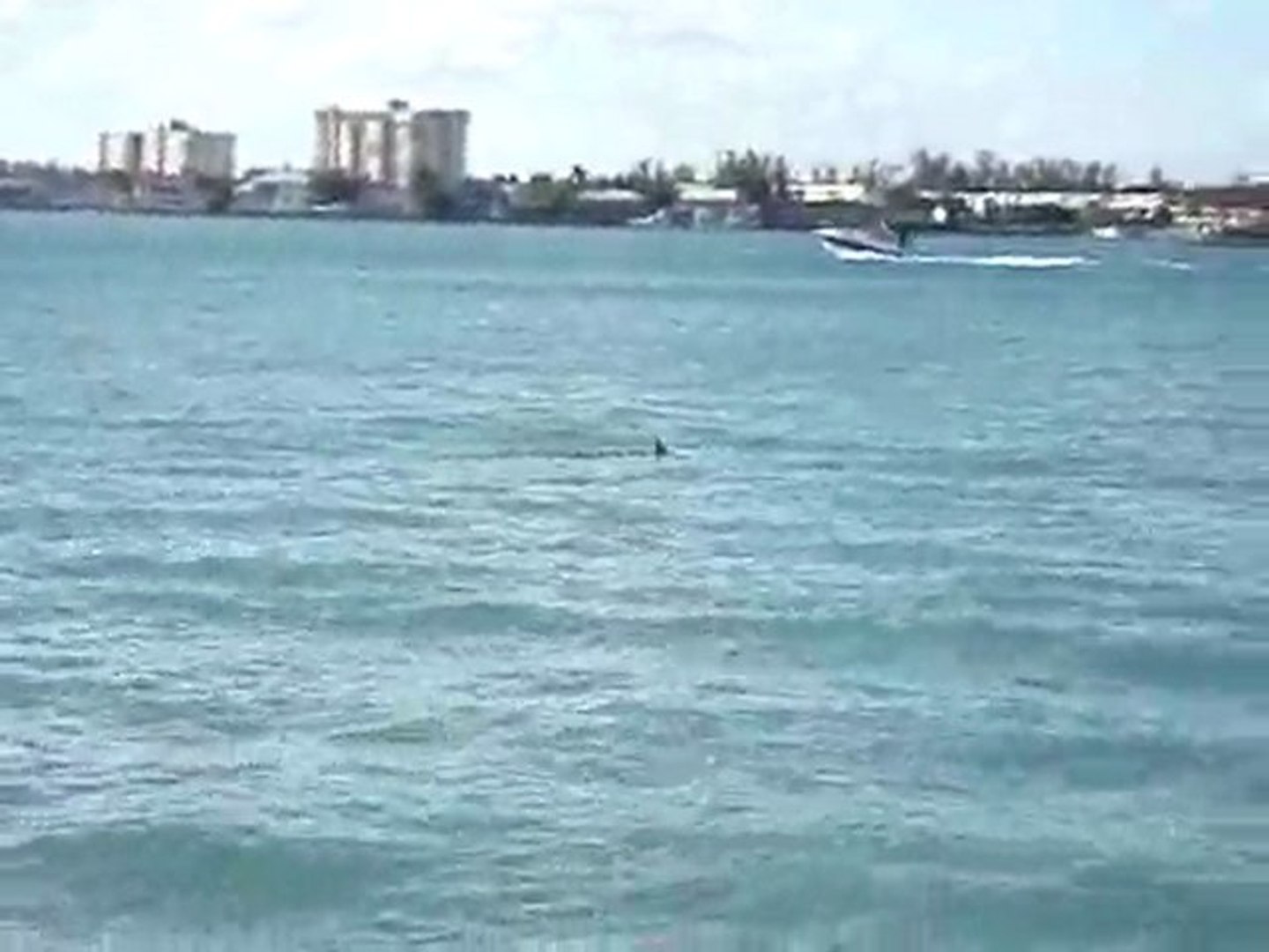 ⁣the dolphins Miami( sunny isles )