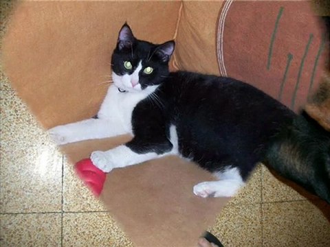 Joyeux noel et bonne annee forum pinschers