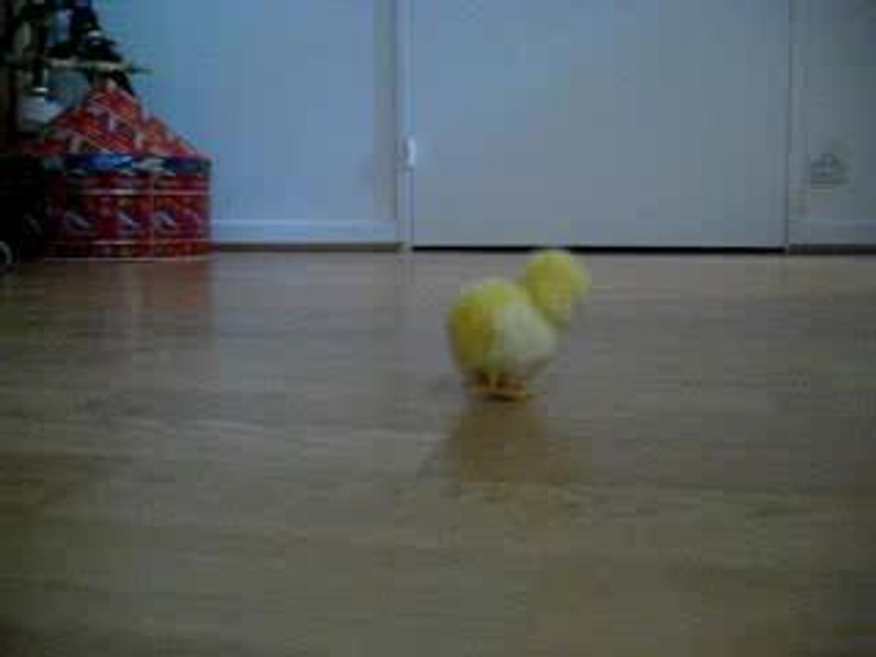 attrape poussin