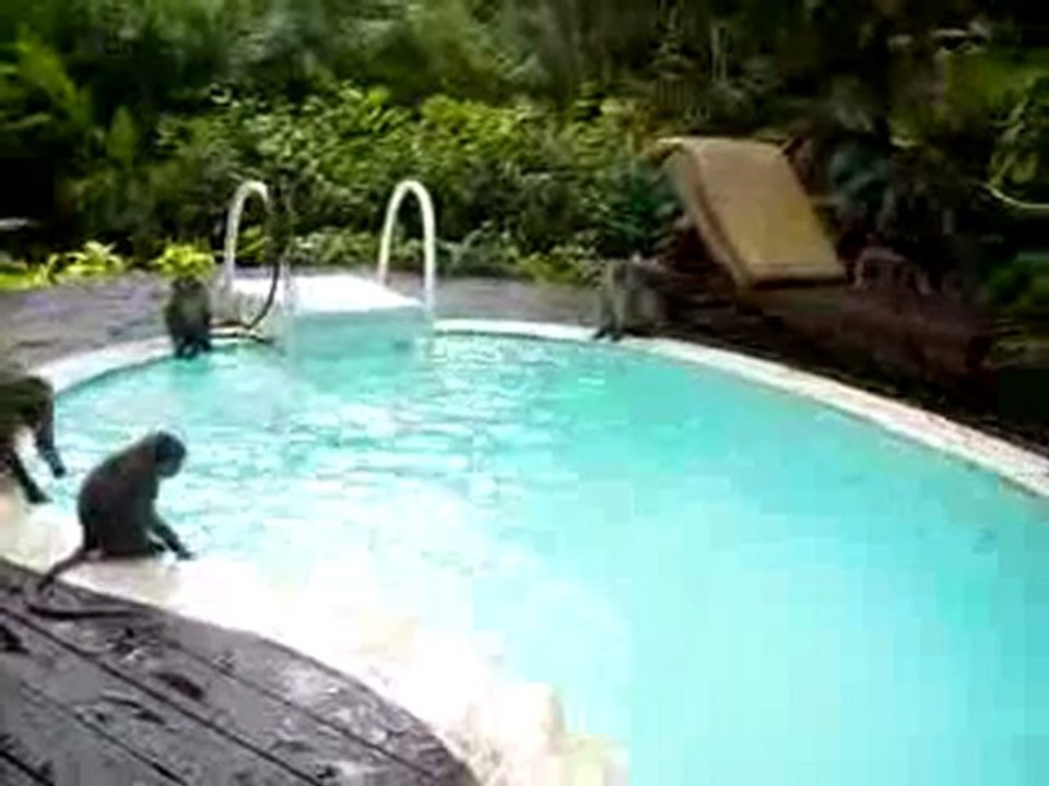 singes nagent dans piscine