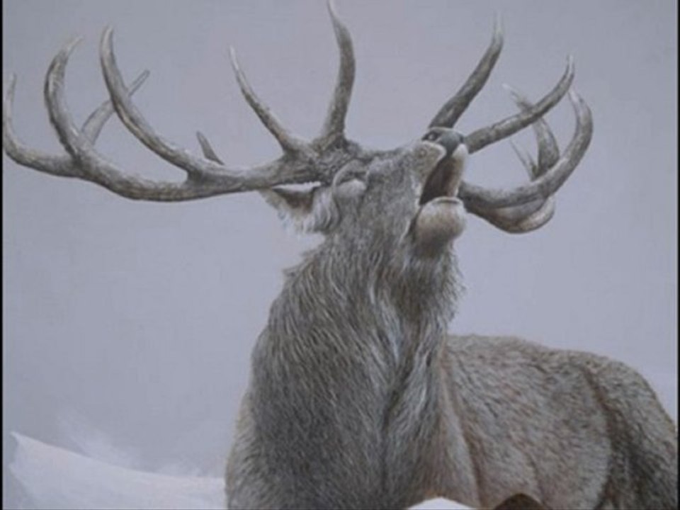 Cervus - Bladeren