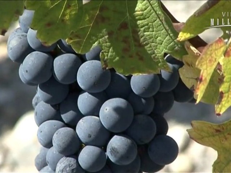 Vidéo du Château Palmer Margaux