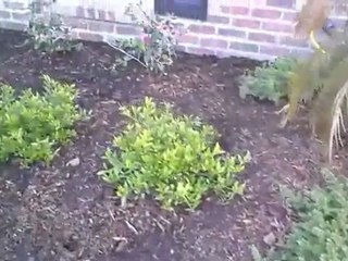 SNORING CAT!!!!! HAHA!! [1/14/10] - 239