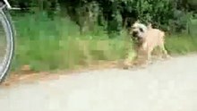 YouTube- BORDER TERRIER on the run having a GOOD TIME